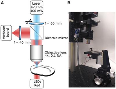 Dedicated Setup for the Photoconversion of Fluorescent Dyes for Functional Electron Microscopy